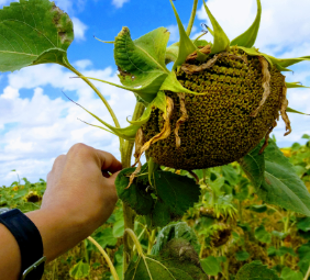 Sunflower